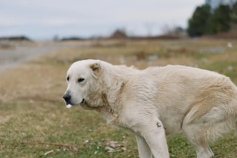 Dog, white dog, field, outdoor, canine, animal resting on grassy ground under open sky with distant trees and calm atmosphere suitable for nature and animal care visuals