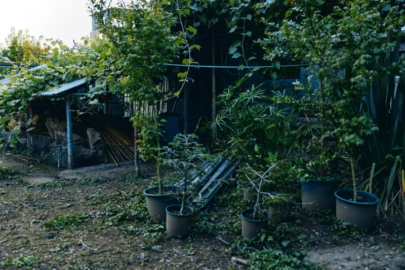 Backyard potted plants and rustic shed in an overgrown garden with woodpile and vine covered fence, late afternoon light. Small-scale gardening scene suggesting quiet outdoor maintenance.