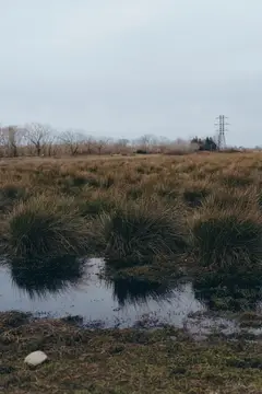 Мокрый луг с кочками травы и отражением в воде под пасмурным небом