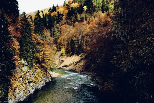 Осенний лесной пейзаж, деревья, природа, свежий воздух