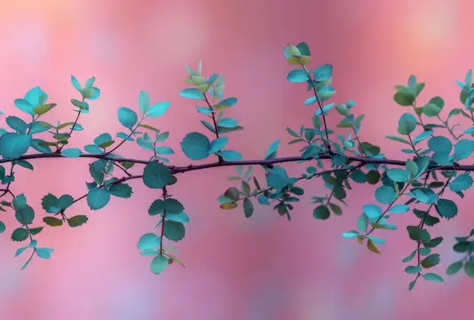 Ветка эвкалипта с мелкими листьями на розовом фоне