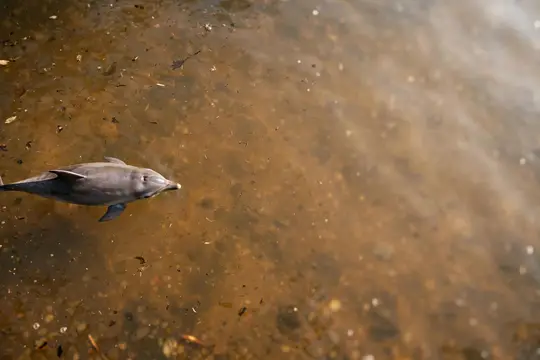 Одинокая рыба плывёт в мутной воде среди листьев