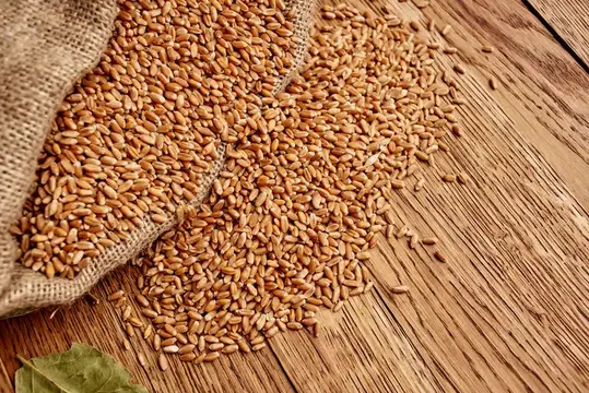 Пшеничные зёрна рассыпаны из мешковины на деревянном столе