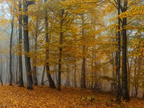 Осенний лес с жёлтой листвой и туманом между деревьями