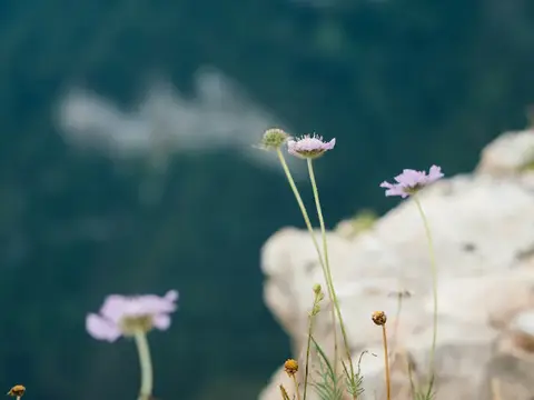 Нежные бледно-лиловые цветы на фоне размытых скал и моря