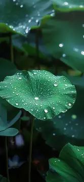 Лист лотоса, покрытый сверкающими каплями воды, безмятежно плывущий посреди спокойного пруда