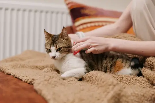 Женщина гладит трёхцветную кошку, лежащую на вязаном пледе