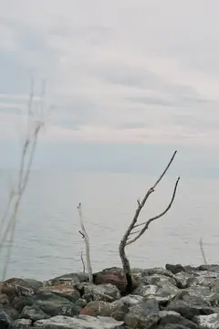 Одинокая сухая ветка на каменистом берегу у серого моря