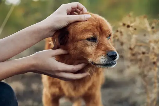 Руки нежно гладят рыжую собаку на прогулке