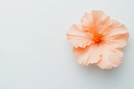 Нежный персиковый цветок гибискуса на светлом фоне