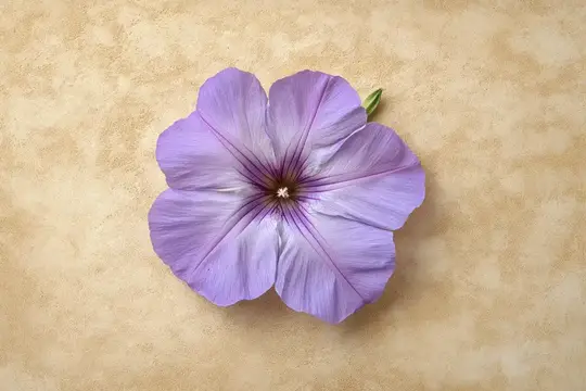 Нежный фиолетовый цветок на бежевом фоне