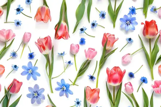 Розовые тюльпаны и синие весенние цветы на белом фоне