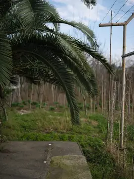 Тропическая пальма на открытом воздухе в саду, дорожка и деревенский забор с открытым небом, яркий дневной свет создает умиротворенное настроение жизни на природе для отдыха и путешествий