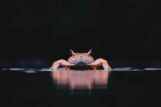 Потрясающий крупный план краба, поднимающегося из темной воды, подчеркивающий его уникальные особенности и отражение, идеально подходит для любителей природы