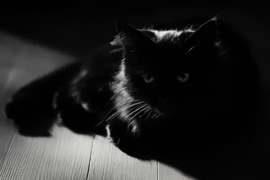 Этот жуткий черный кот лежит в тускло освещенном пространстве, его глаза светятся, воплощая тайну и очарование в захватывающей, затененной обстановке, идеально подходит для любителей кошек и…