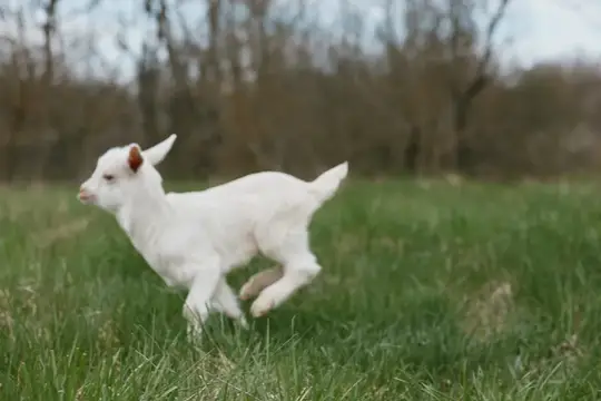 Белый козлёнок весело бежит по зелёному лугу