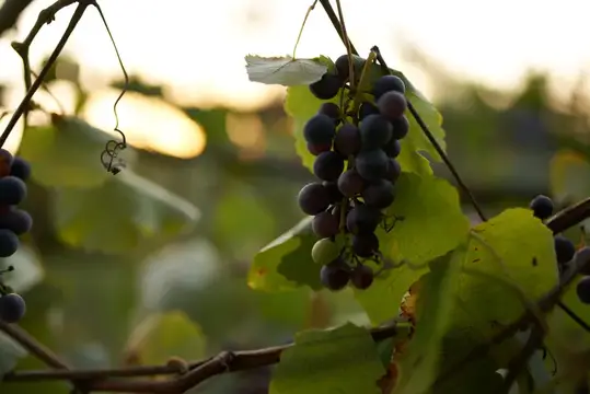 Виноград, природа, лето, солнце, отдых