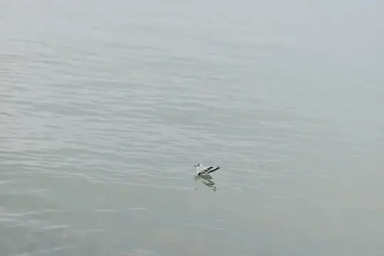 Одинокая чайка плывёт по спокойной серой воде в тумане
