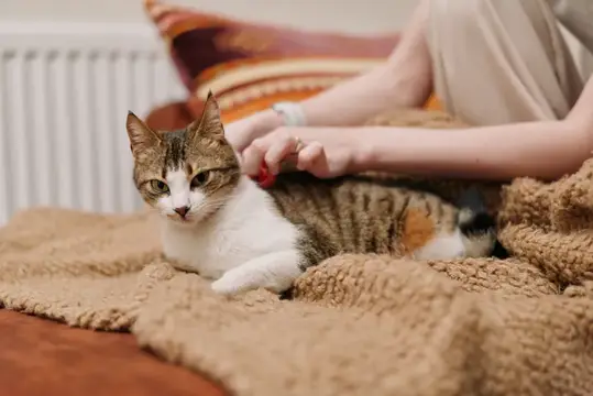 Девушка расчёсывает трёхцветную кошку на уютном пледе