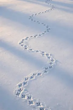 Цепочка птичьих следов на искрящемся снегу