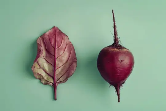Свекла и её лист на светло-зелёном фоне
