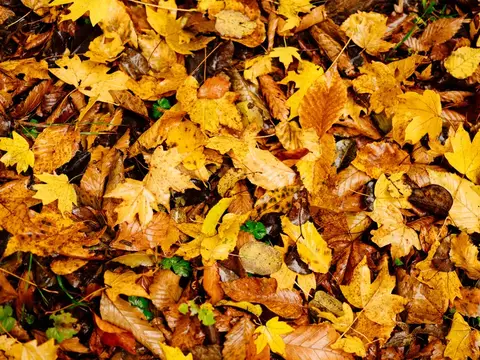 Жёлтые и коричневые осенние листья плотным ковром на земле