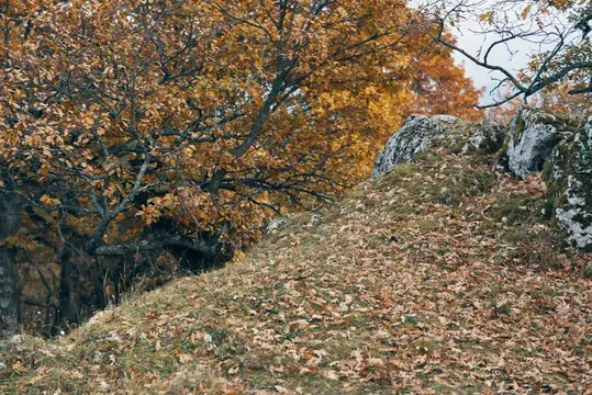 Осенний лес, природный пейзаж, горы, путешествия, свежий воздух