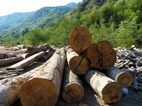 Бревна, лес, горы, древесина, штабель, сложенный на открытом воздухе из поваленных стволов и коры