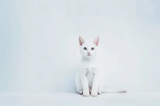Белый котёнок сидит на светлом фоне и смотрит в камеру