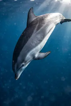 Дельфин плывёт вниз в глубокой синей воде под лучами света