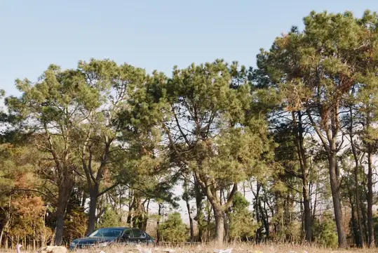 Тёмно-синий автомобиль стоит у опушки соснового леса в ясный день