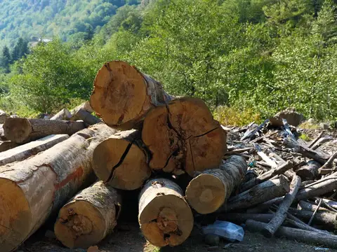 Спиленные стволы деревьев лежат на лесной поляне летом