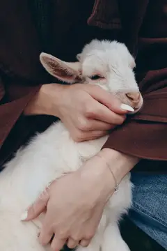 Женщина нежно обнимает белого козлёнка на ферме