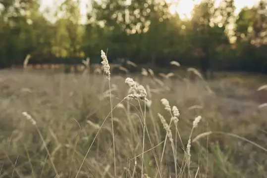 Колосья пшеницы, сухая трава, летние деревья, закат, природа, свежий воздух, образ жизни