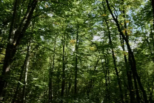 Живописный вид на пышные зелёные деревья в безмятежном лесу под ясным голубым небом, вызывающий чувство покоя и единения с природой