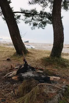 Потухший костёр между двумя соснами на берегу моря