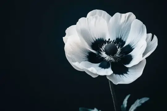 Белый анемон с чёрным центром на тёмном фоне