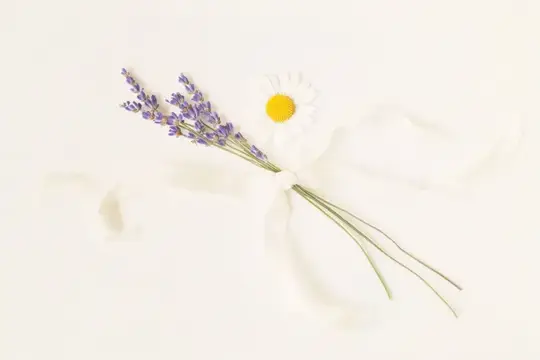 Веточки лаванды и ромашка на светлом фоне