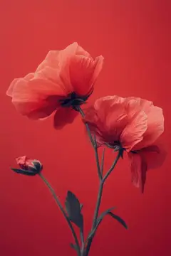 Красные маки с бутоном на алом фоне