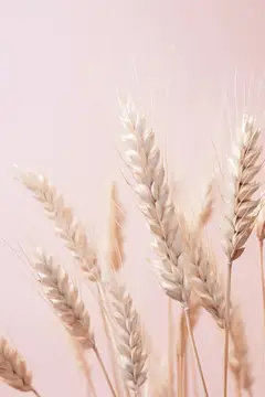 Солнце, фон, небо, кукуруза, синий, трава, колос, золотой, желтый, зерно, стебель, страна, поле, окружающая среда, расти, золотистый, рост, здоровый, колос, луг, сельскохозяйственные угодья
