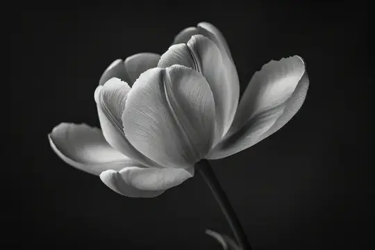 Черно-белый тюльпан с раскрытыми лепестками на темном фоне