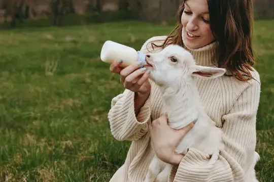 Сцена из жизни, подчеркивающая тепло и связь: женщина кормит козленка на фоне естественного поля, травы и спокойной деревенской атмосферы