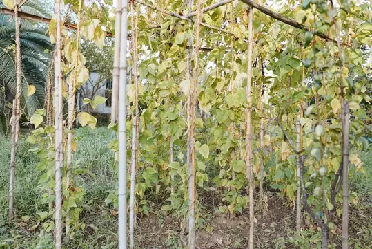 Вьющиеся растения на бамбуковых опорах в саду