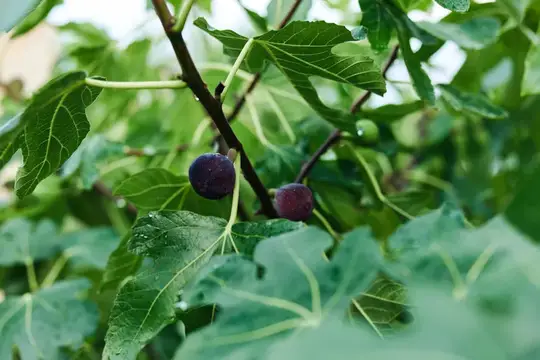 Спелые плоды инжира на ветке среди зелёных листьев