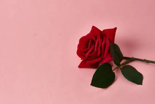 Красная роза с шипами на розовом фоне, обрезанный вид