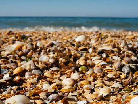 Морские ракушки на пляже, линия горизонта, пейзаж, природа, лето, тропики