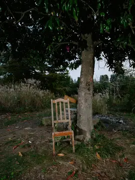 Одинокий деревянный стул под раскидистым деревом в сумерках