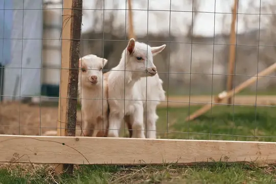 Игривые козлята в загоне на ферме, свежая трава и деревянный забор, спокойная деревенская атмосфера