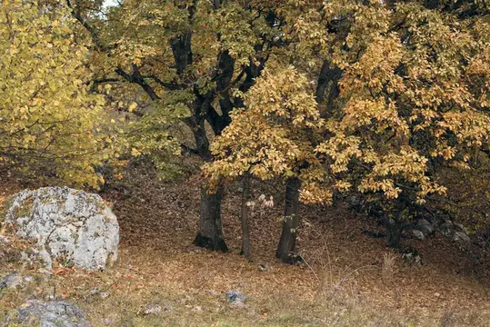 Осенний лес с пожелтевшей листвой и большим камнем
