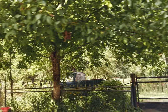 Старое судно за забором в тени густых деревьев